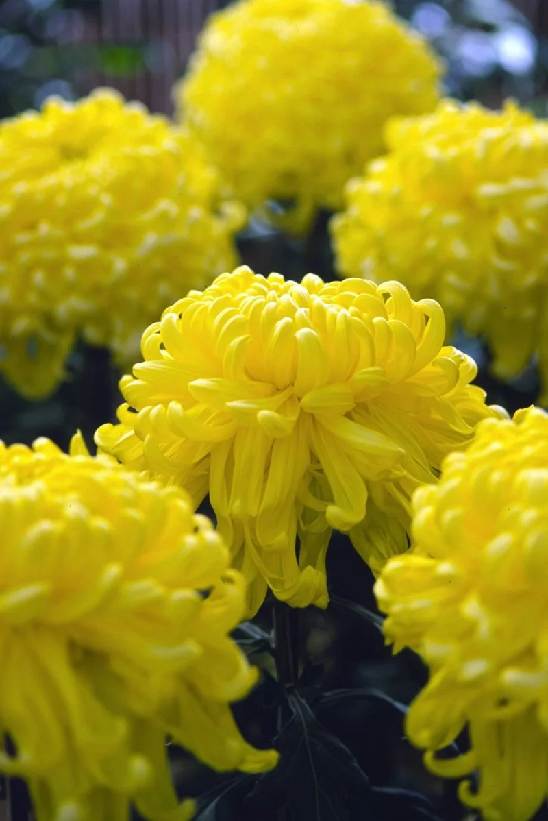 gelbe herbstblumen gelbe chrysanthemen garten gestalten ideen