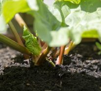 Gemüse im September pflanzen – diese Gemüsearten müssen Sie jetzt anbauen