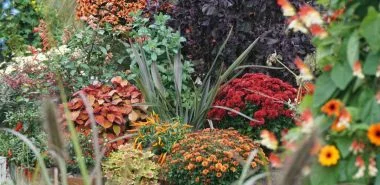 Herbstblüher für Garten und Balkon
