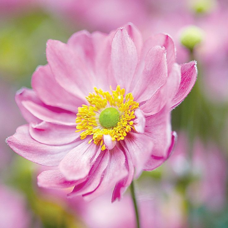 rosa herbstblumen anemone hersbtgarten ideen