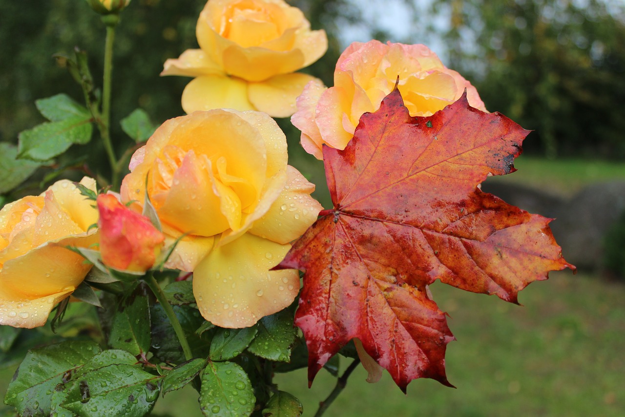 Rosenpflege-im-Herbst-7-einfache-Tipps-vom-Profi-die-Ihren-Rosen-garantiert-gut-tun-