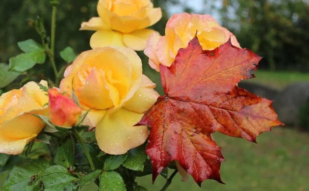 Rosenpflege im Herbst die besten Tipps