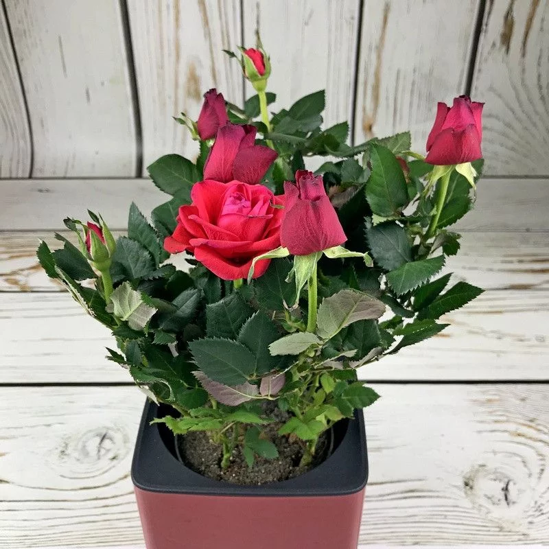 rustikale vintage deko - rote rosen in einem blumentopf