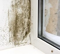 Schimmel am Fenster entfernen – Tipps und Hausmittel im Überblick