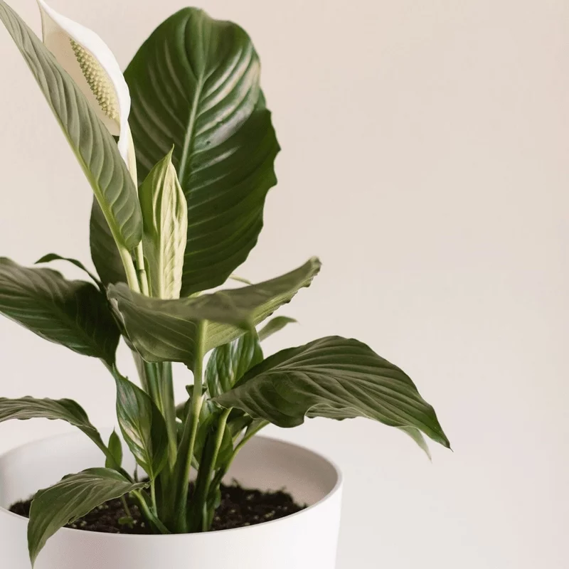 Diese 10 Topfpflanzen geben Ihrem Zuhause einen moderne Pfiff Friedenslilie Peace Lily
