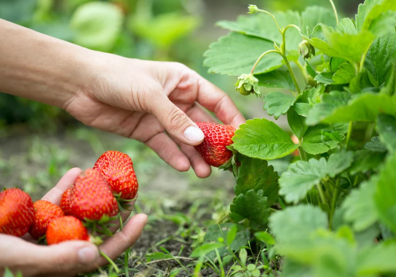 Erdbeeren ueberwintern – Tipps fuer eine ertragsreiche Ernte erdbeeren ernten je nach sorte
