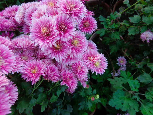 Fehler bei Chrysanthemen Pflege Bluetezeit Spaetsommer viel Rosa Farbe