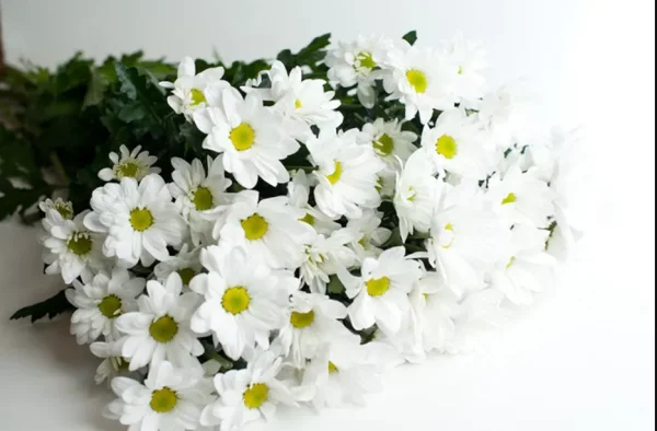 Fehler bei Chrysanthemen Pflege Strauß aus weißen Chrysanthemen zu vielen Anlaessen schenken