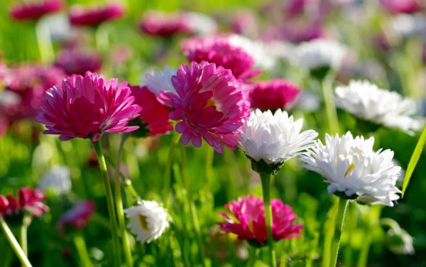 Fehler bei Chrysanthemen Pflege brauchen einen sonnigen Standort draussen im Garten