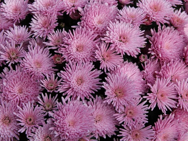 Fehler bei Chrysanthemen Pflege im Garten ein Bluetenmeer in Rosa natuerlicher Charme