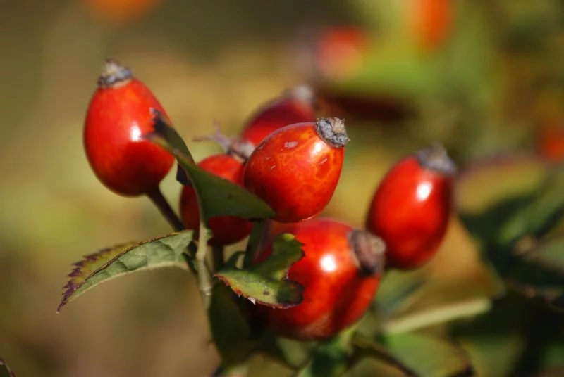 Hagebuttentee selber machen – warm und gesund im Herbst schoene rote wildfrucht zweig