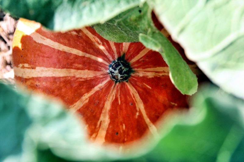 Hokkaido Kürbis pflanzen und im Herbst genießen