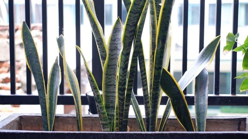 A,Sansevieria,Trifasciata,Snake,Plant,In,The,Balcony,Of,A