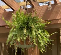 10 Balkonpflanzen, die viel Regen vertragen