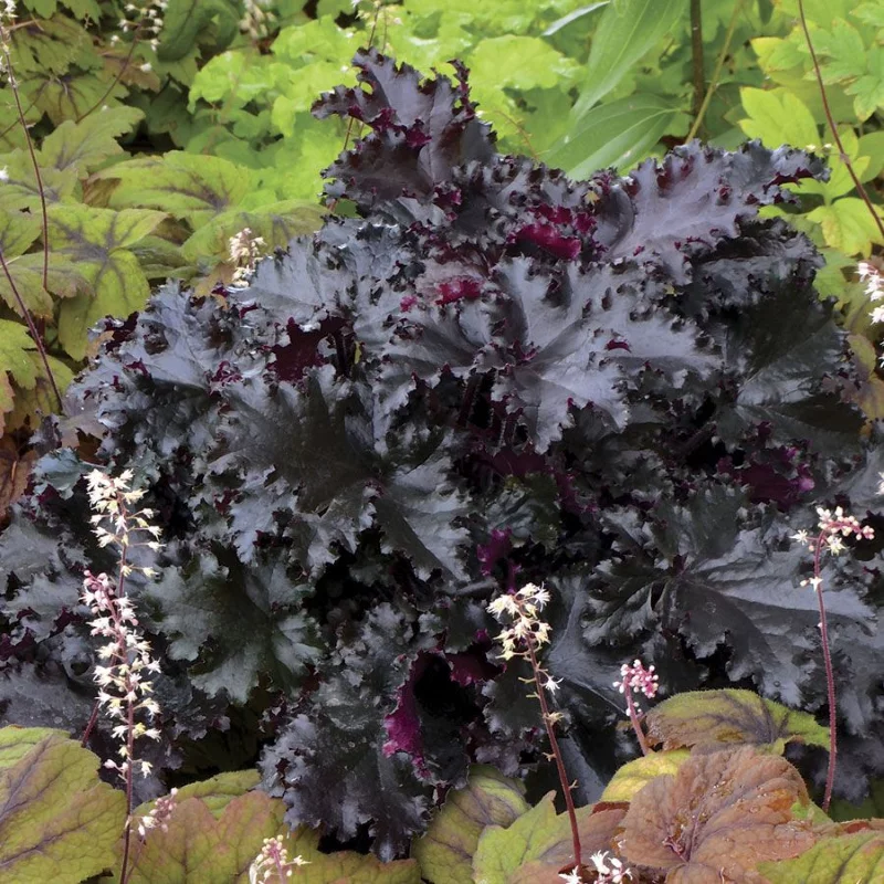 Purpurgloeckchen – Blattschmuck von Fruehling bis Winter obsidian schwarz laub