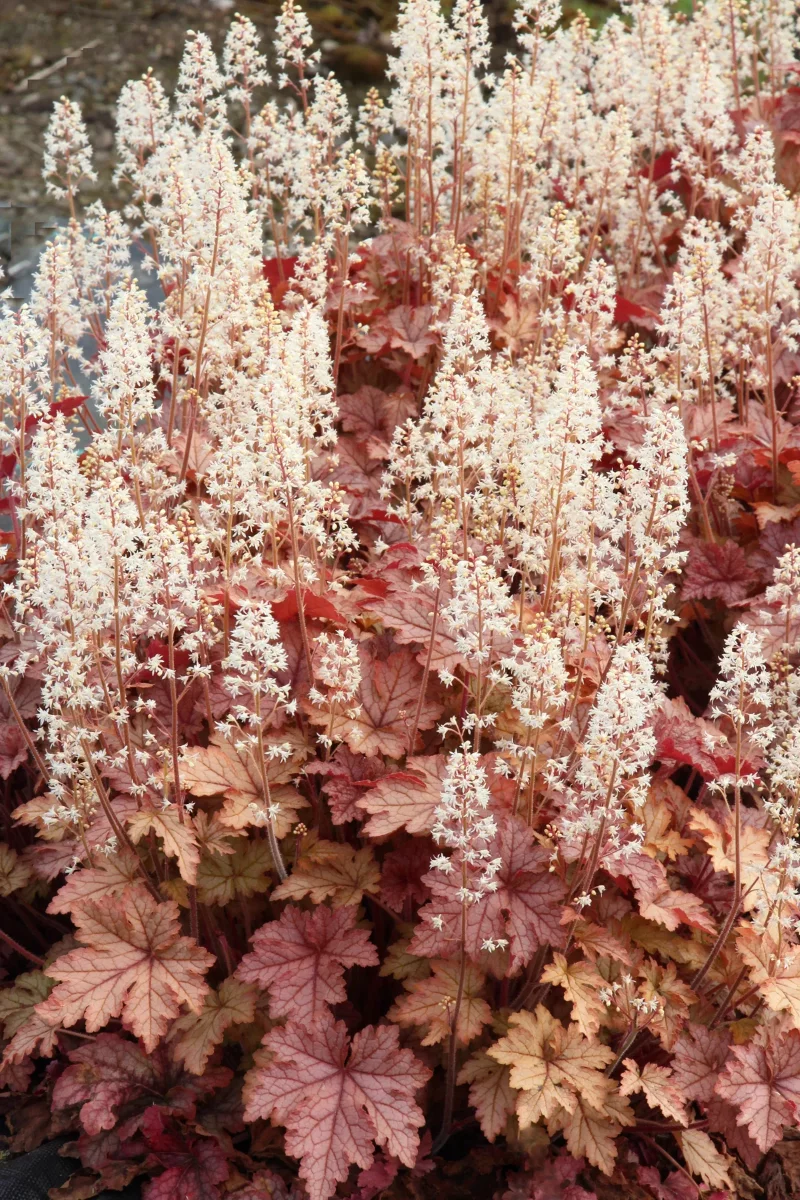 Purpurgloeckchen – Blattschmuck von Fruehling bis Winter rosa schoen dekorativ