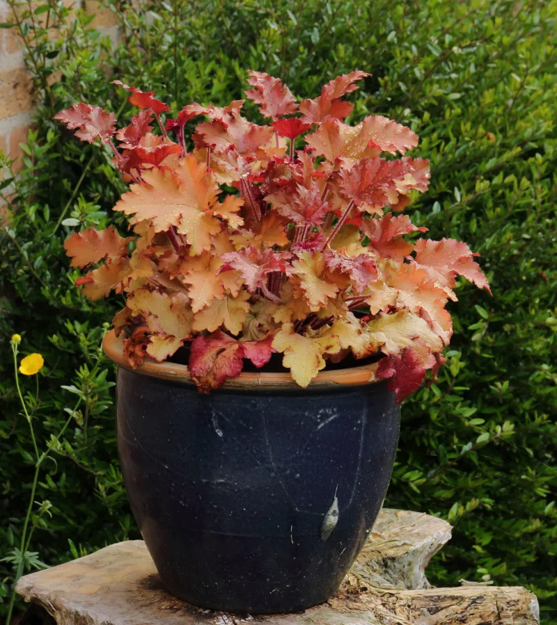 Purpurgloeckchen – Blattschmuck von Fruehling bis Winter topf balkon pflanze