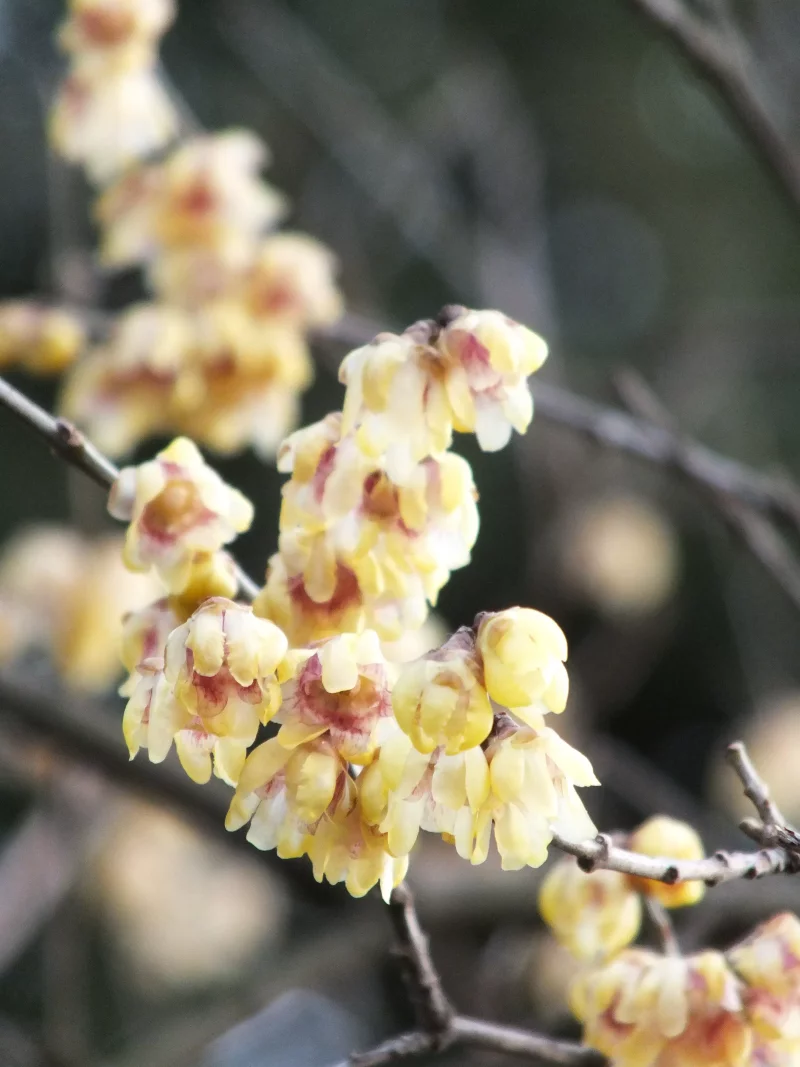 Top 8 der schoensten und pflegeleichtesten Winterblueher Chinesische Winterbluete Chimonanthus praecox elegant gelb