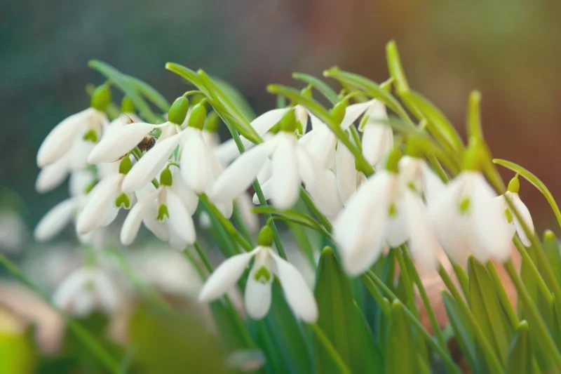Top 8 der schoensten und pflegeleichtesten Winterblueher Schneegloeckchen Galanthus gruppe fruehlingsbote