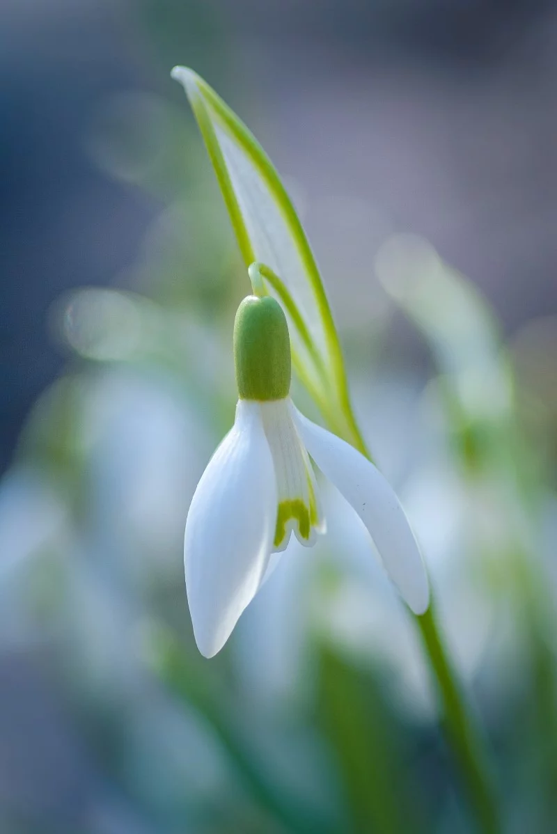 Top 8 der schoensten und pflegeleichtesten Winterblueher Schneegloeckchen Galanthus nahaufnahme sonne