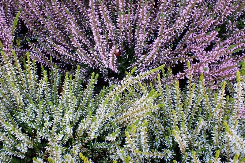 Top 8 der schoensten und pflegeleichtesten Winterblueher Schneeheide Erica carnea violett weiss blumen garten