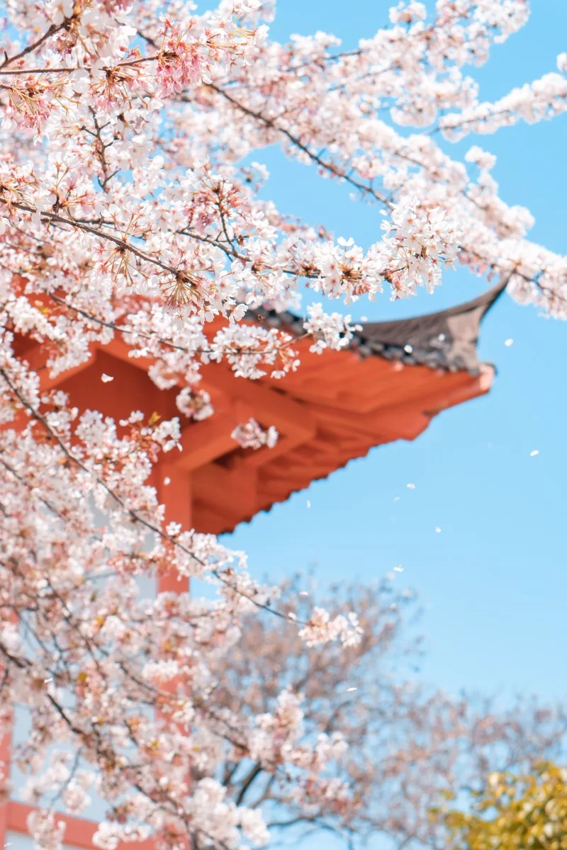 Top 8 der schoensten und pflegeleichtesten Winterblueher Schneekirsche Prunus subhirtella japan zierkirsche