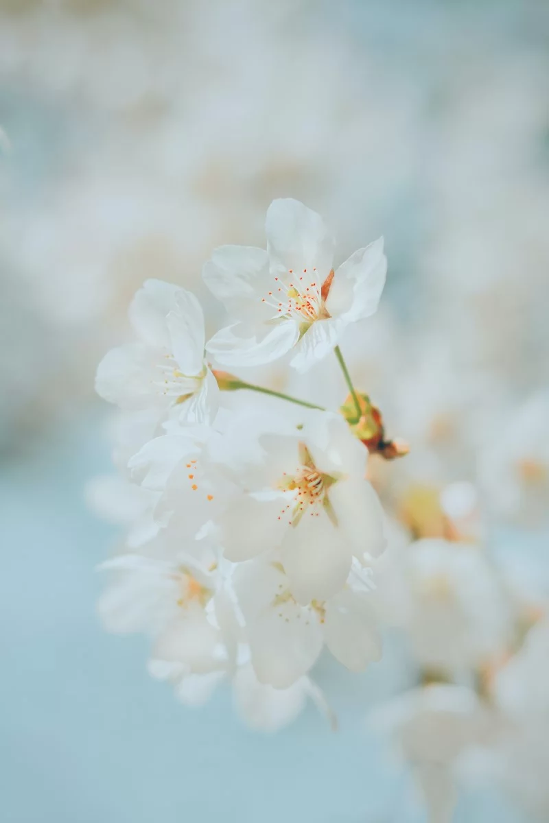 Top 8 der schoensten und pflegeleichtesten Winterblueher Schneekirsche Winterkirsche sakura