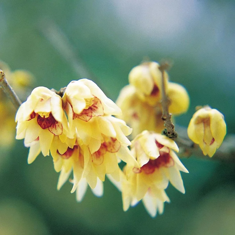 Top 8 der schoensten und pflegeleichtesten Winterblueher goldgelb Chinesische Winterbluete schnittblume