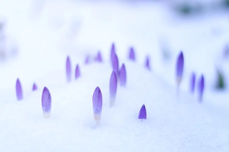 Top 8 der schoensten und pflegeleichtesten Winterblueher krokus winter blumen