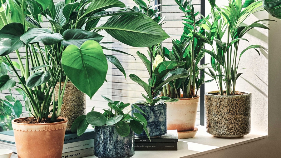 Zimmerpflanzen-Trends-Diese-10-Topfpflanzen-geben-Ihrem-Zuhause-einen-modernen-Pfiff-