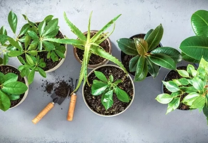 Zimmerpflanzen duengen Tipps verschiedene Pflanzenarten