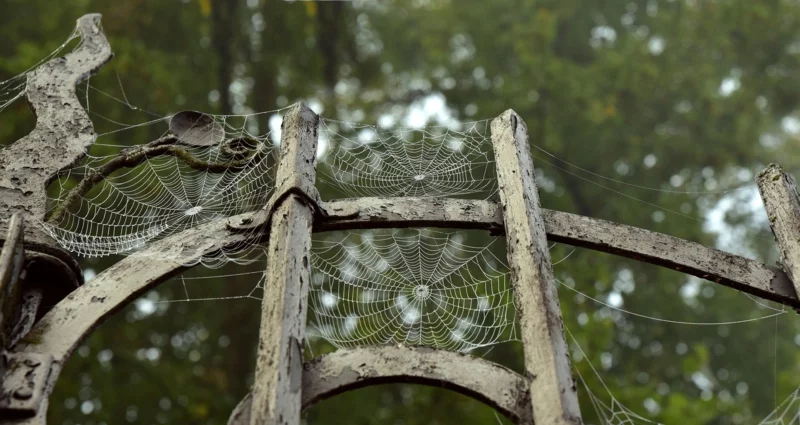 halloween deko 2022 spinnenweben gartenzaun