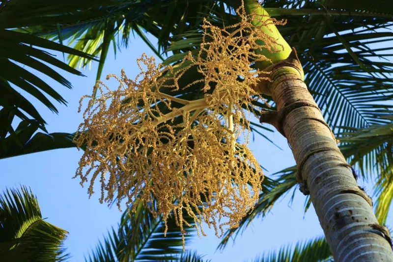 Kokosbluetenzucker gesund rezepte ursprung