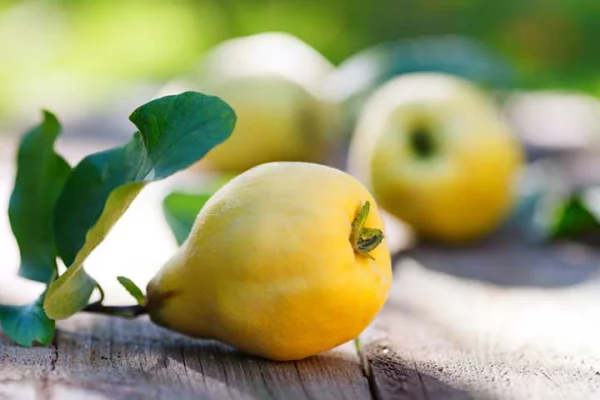 Quitten aromatisches Kernobst typische Herbstfrüchte goldgelbe Schale verwandt mit Aepfel Birnen