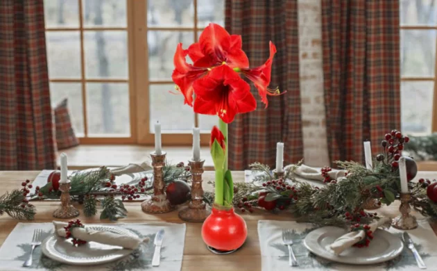 Tischdeko mit Amaryllis in Wachs zu Weihnachten arrangieren