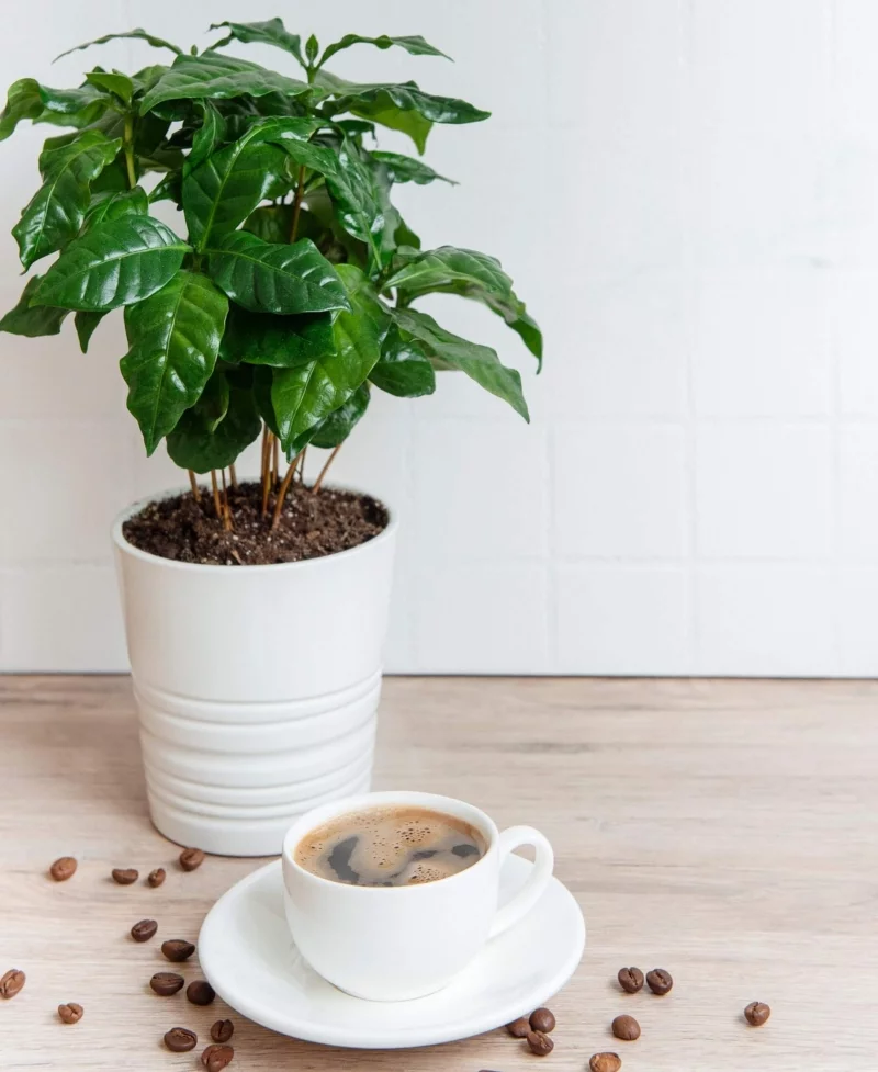 kaffeepflanze kuechenpfllanze zimmerpflanze fuer die kueche