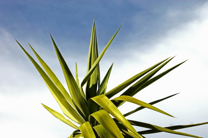 natürliche luftentfeuchter palmen raumklima verbessern
