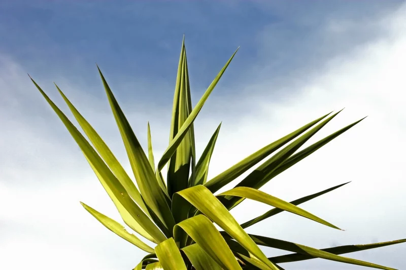 natürliche luftentfeuchter palmen raumklima verbessern