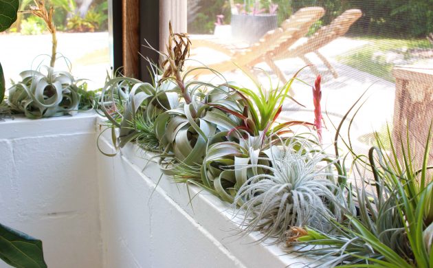 Tillandsien als Balkon- oder Terrassenpflanzen