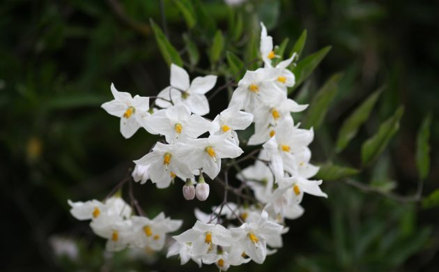 weiße Gartenblumen