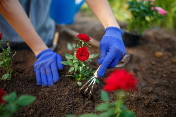 Rosen richtig pflegen ohne gelbe Blätter - die Erde auflockern 