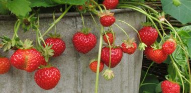 Erdbeeren düngen - reife Früchte auf dem Balkon