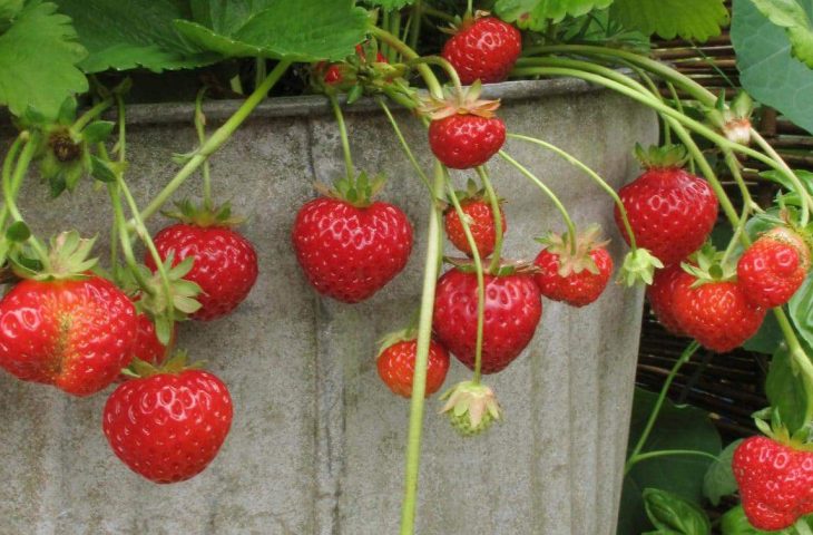Erdbeeren düngen - reife Früchte auf dem Balkon