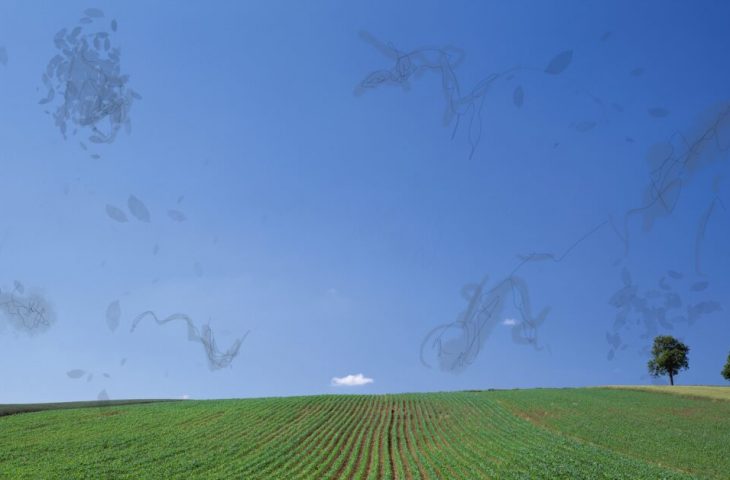 Feld und Himmel gesehen mit Mouches volantes