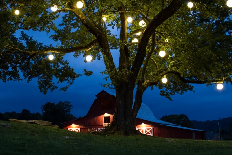 LEDs für den Garten - Dekoideen für den Baum 