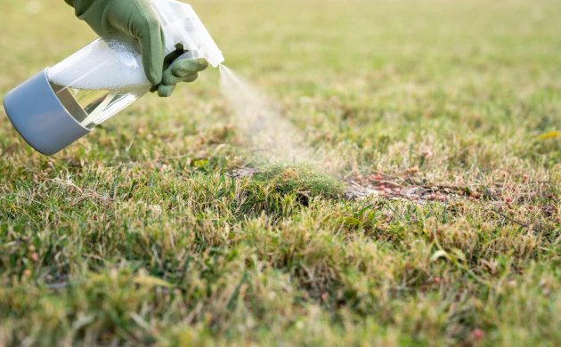 Moos im Rasen entfernen mit natürlichen Hausmitteln