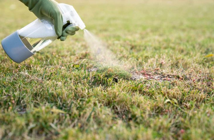 Moos im Rasen entfernen mit natürlichen Hausmitteln