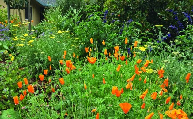 nachhaltig gärtnern mit schöner Blumenwiese