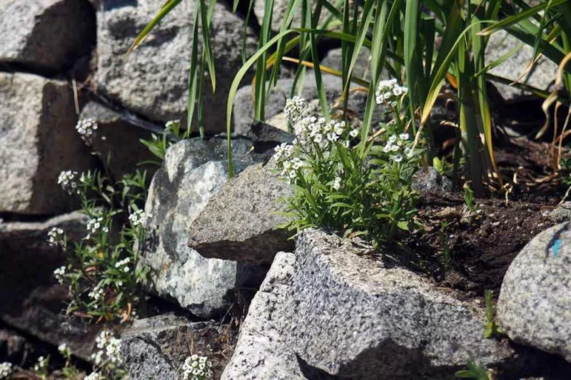 Steingarten mit Granitsteinen und passender Bepflanzung 