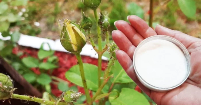 Blattläuse an Rosen mit verdünnter Milch bekämpfen